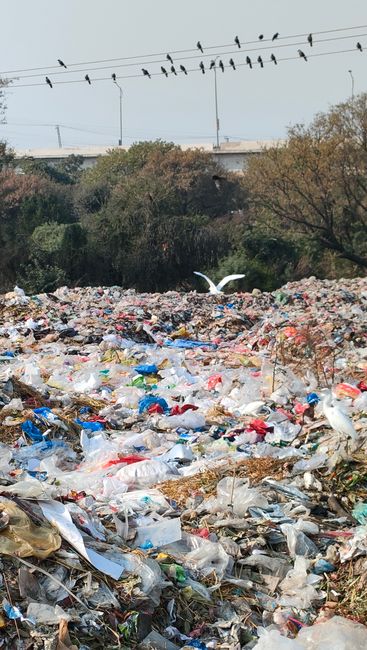 The image depicts a large, unmanaged rubbish dump situated outdoors, filled with a mixture of plastic waste, including bags, bottles, and packaging materials, all scattered across the ground. The materials are in various states of disarray, with some crumpled and others partially buried beneath layers of debris. In the background, there are trees with autumnal foliage, and beyond them, a bridge or overpass is faintly visible, suggesting proximity to urban infrastructure. A few white birds are seen flying or perched amidst the waste, indicating wildlife attracted to the site. Overhead, electrical wires run across the scene, with several birds perched on them, creating a contrast between natural and human-made elements. The lighting appears natural, under an overcast sky, casting a diffuse light that highlights the chaotic and neglected state of the site. This scene underscores issues related to illegal dumping and private waste handling, aligning with the themes of rubbish removal and enforcement measures in urban environments. Rubbish Removal Knightsbridge may be involved in managing or mitigating similar waste issues through alternative collection methods or on-site clearance services.